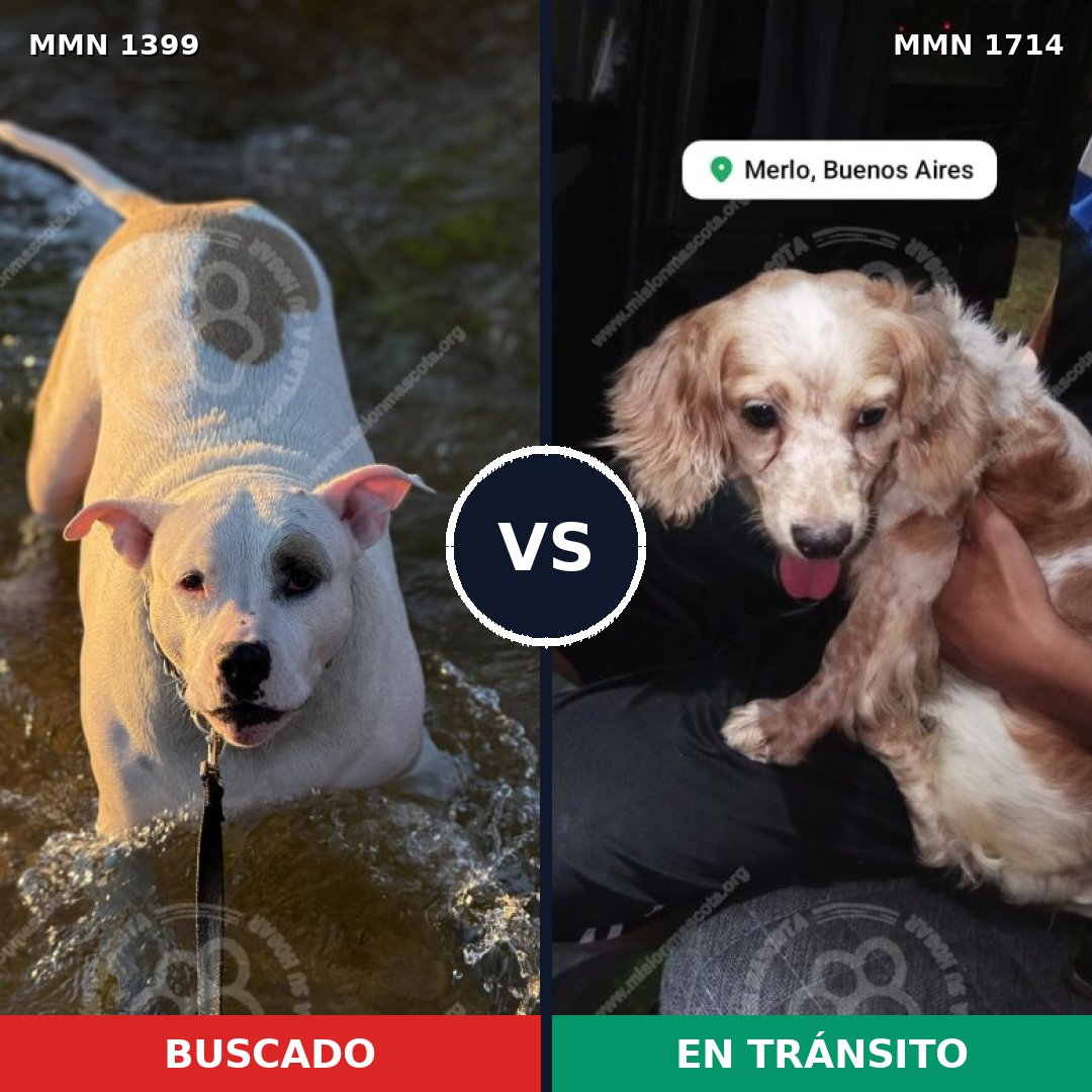 Comparativa MMS 38039: mascota perdida y mascota encontrada, 32% de similitud