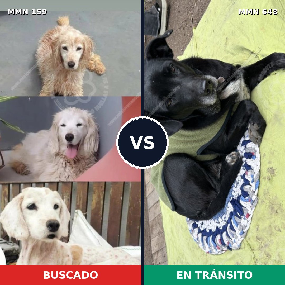 Comparativa MMS 3804: mascota perdida y mascota encontrada, 51% de similitud