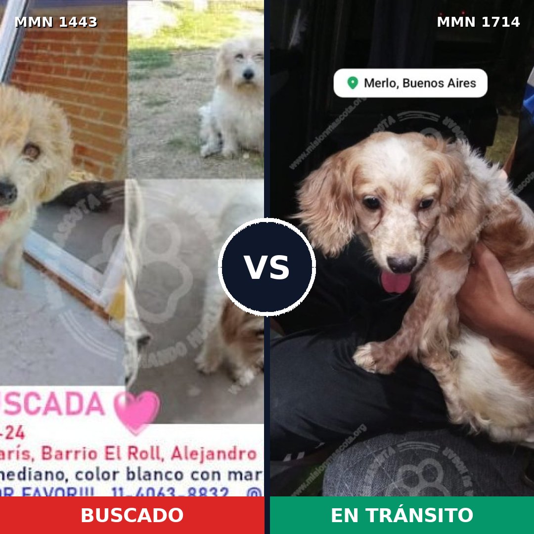 Comparativa MMS 38041: mascota perdida y mascota encontrada, 50% de similitud