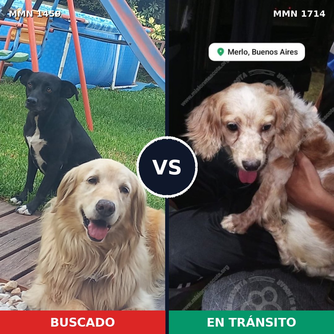 Comparativa MMS 38042: mascota perdida y mascota encontrada, 28% de similitud