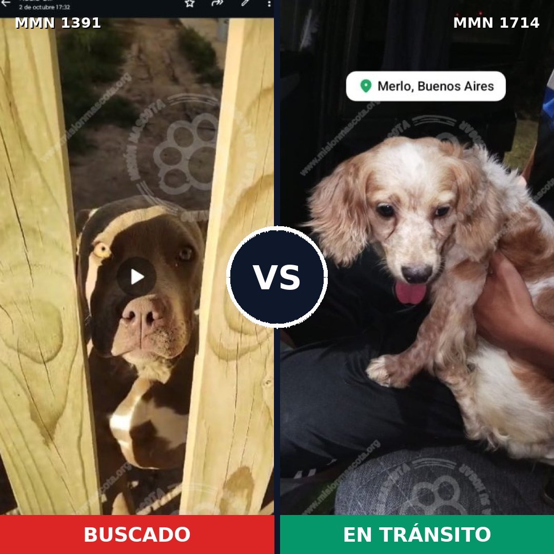 Comparativa MMS 38043: mascota perdida y mascota encontrada, 33% de similitud