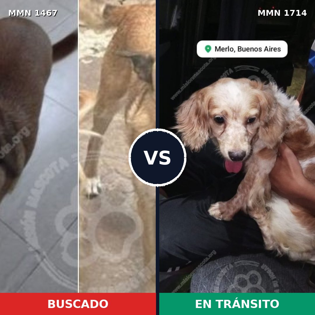 Comparativa MMS 38044: mascota perdida y mascota encontrada, 34% de similitud