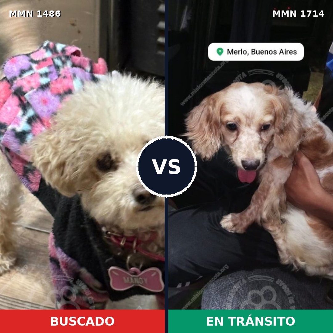 Comparativa MMS 38045: mascota perdida y mascota encontrada, 37% de similitud