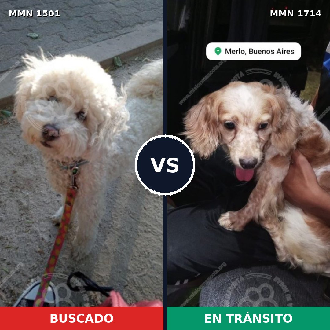 Comparativa MMS 38046: mascota perdida y mascota encontrada, 41% de similitud