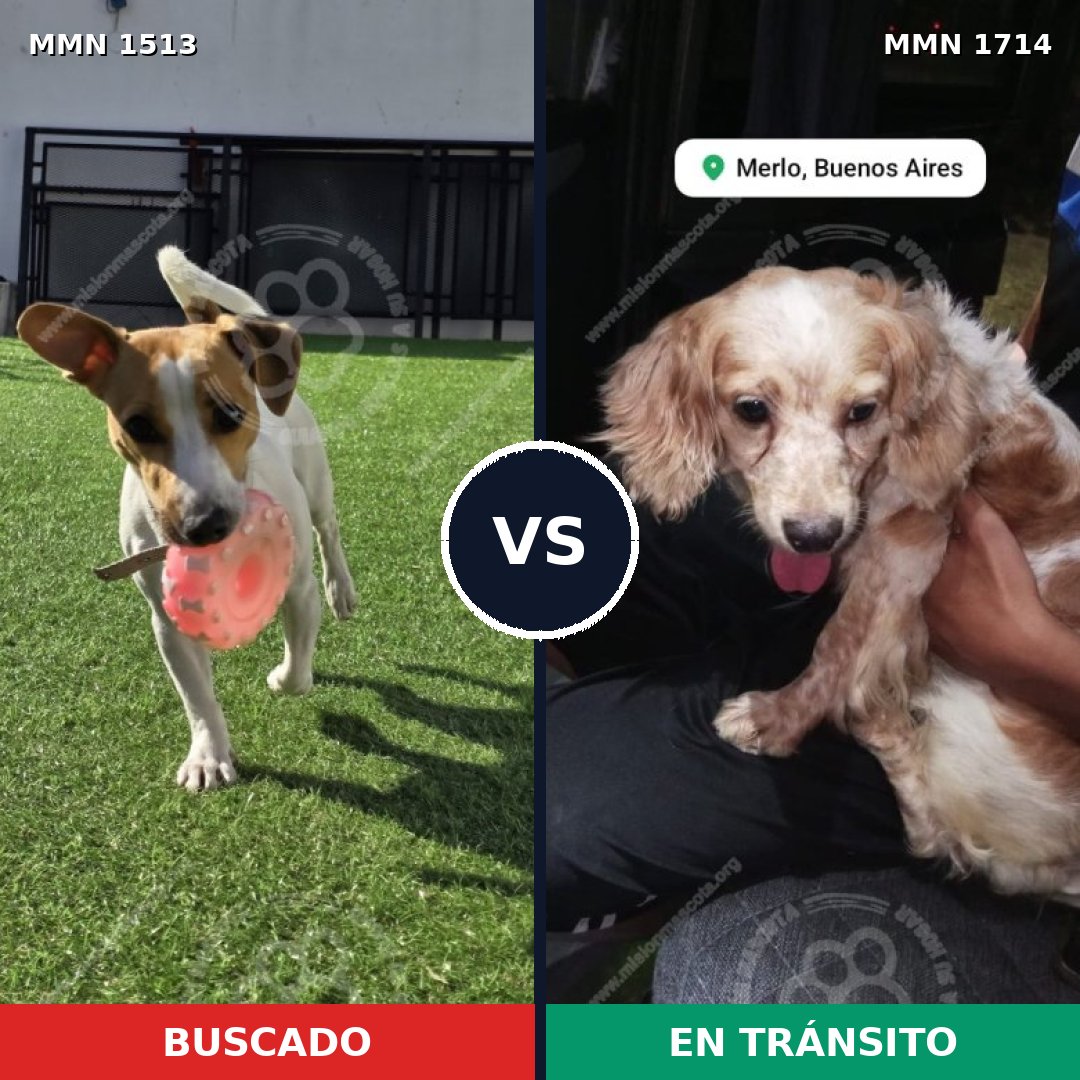 Comparativa MMS 38047: mascota perdida y mascota encontrada, 57% de similitud