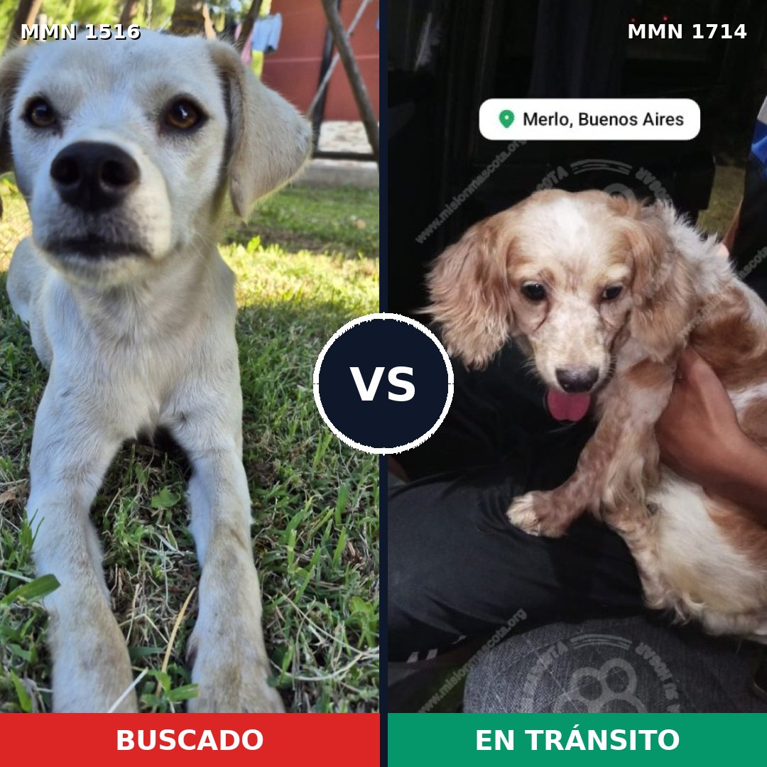 Comparativa MMS 38048: mascota perdida y mascota encontrada, 36% de similitud
