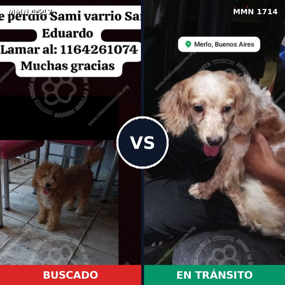 Comparativa MMS 38049: mascota perdida y mascota encontrada, 46% de similitud