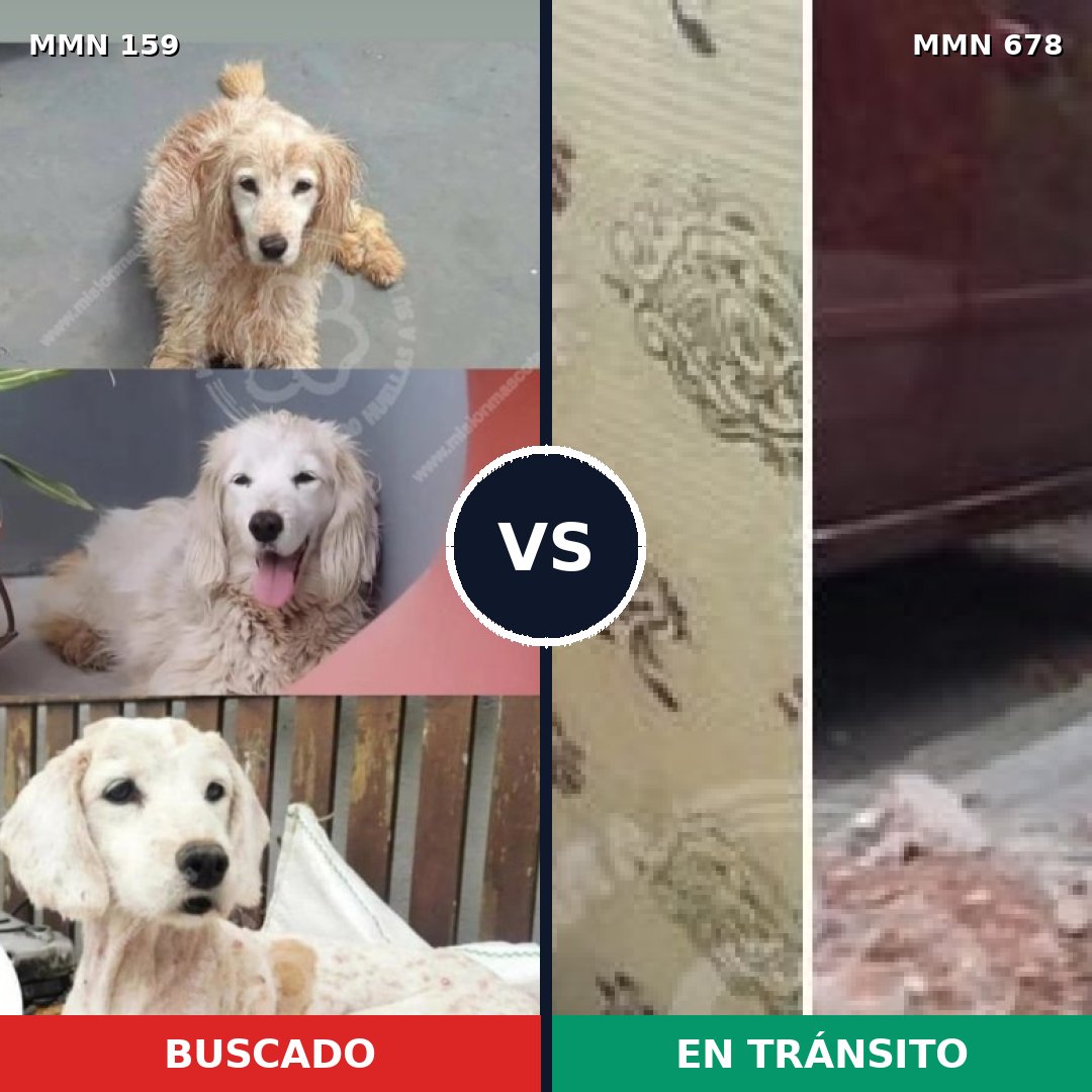 Comparativa MMS 3805: mascota perdida y mascota encontrada, 70% de similitud
