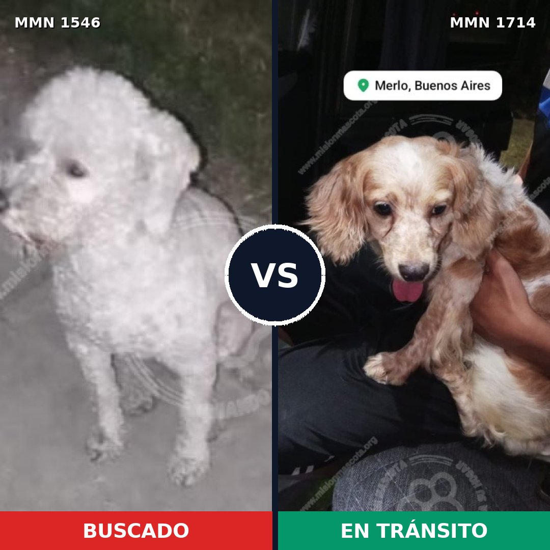Comparativa MMS 38050: mascota perdida y mascota encontrada, 48% de similitud