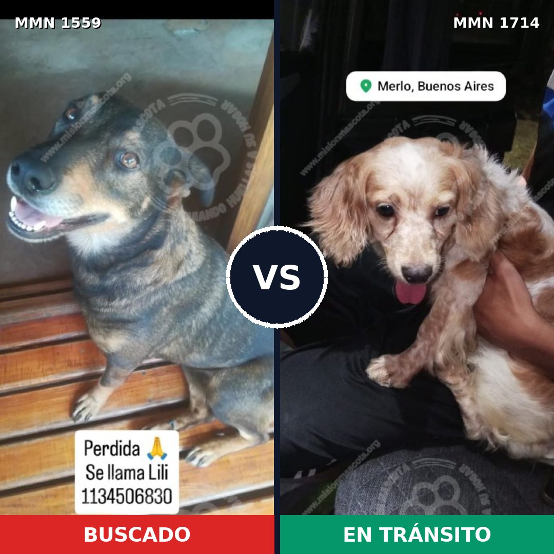 Comparativa MMS 38051: mascota perdida y mascota encontrada, 40% de similitud