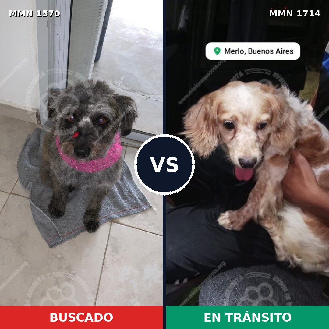 Comparativa MMS 38052: mascota perdida y mascota encontrada, 31% de similitud