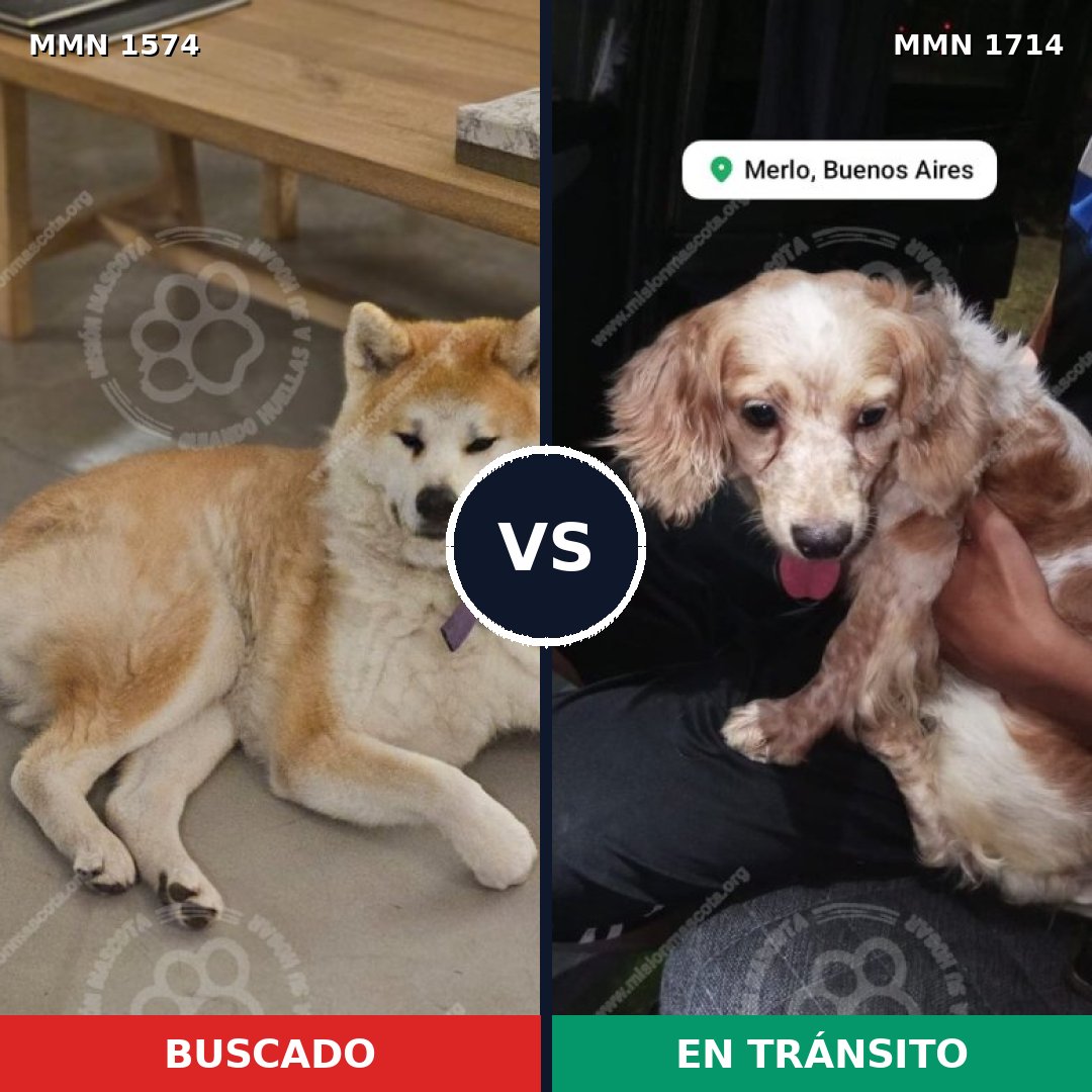 Comparativa MMS 38053: mascota perdida y mascota encontrada, 33% de similitud