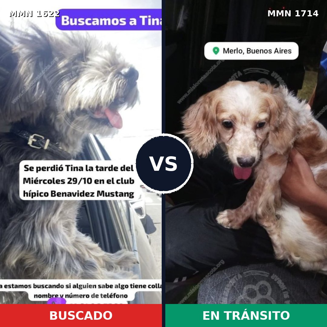 Comparativa MMS 38055: mascota perdida y mascota encontrada, 50% de similitud