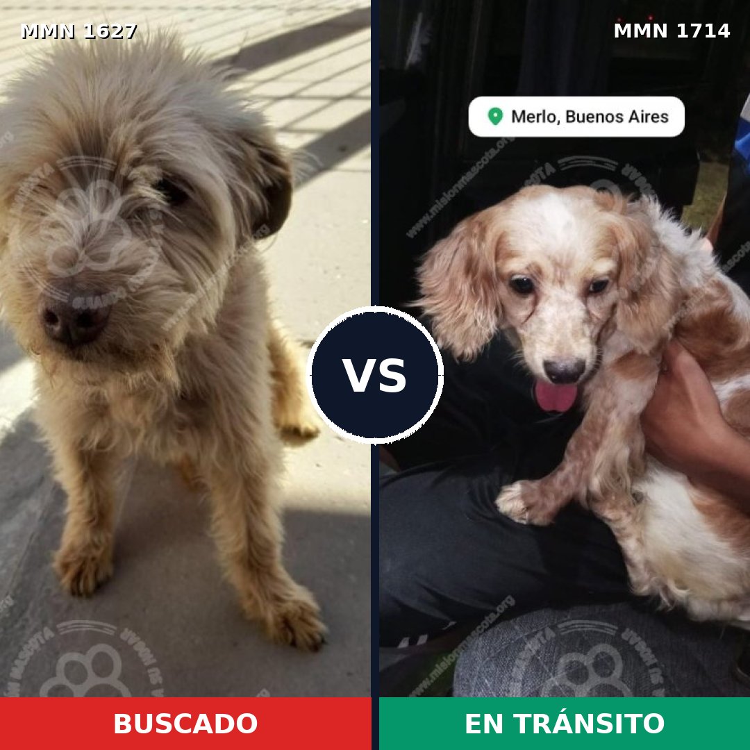 Comparativa MMS 38056: mascota perdida y mascota encontrada, 47% de similitud