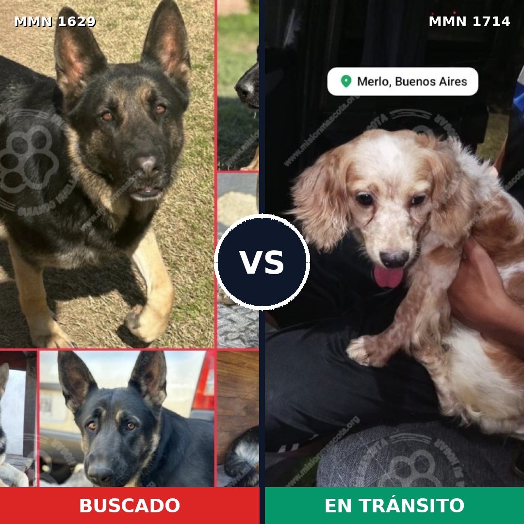 Comparativa MMS 38057: mascota perdida y mascota encontrada, 33% de similitud