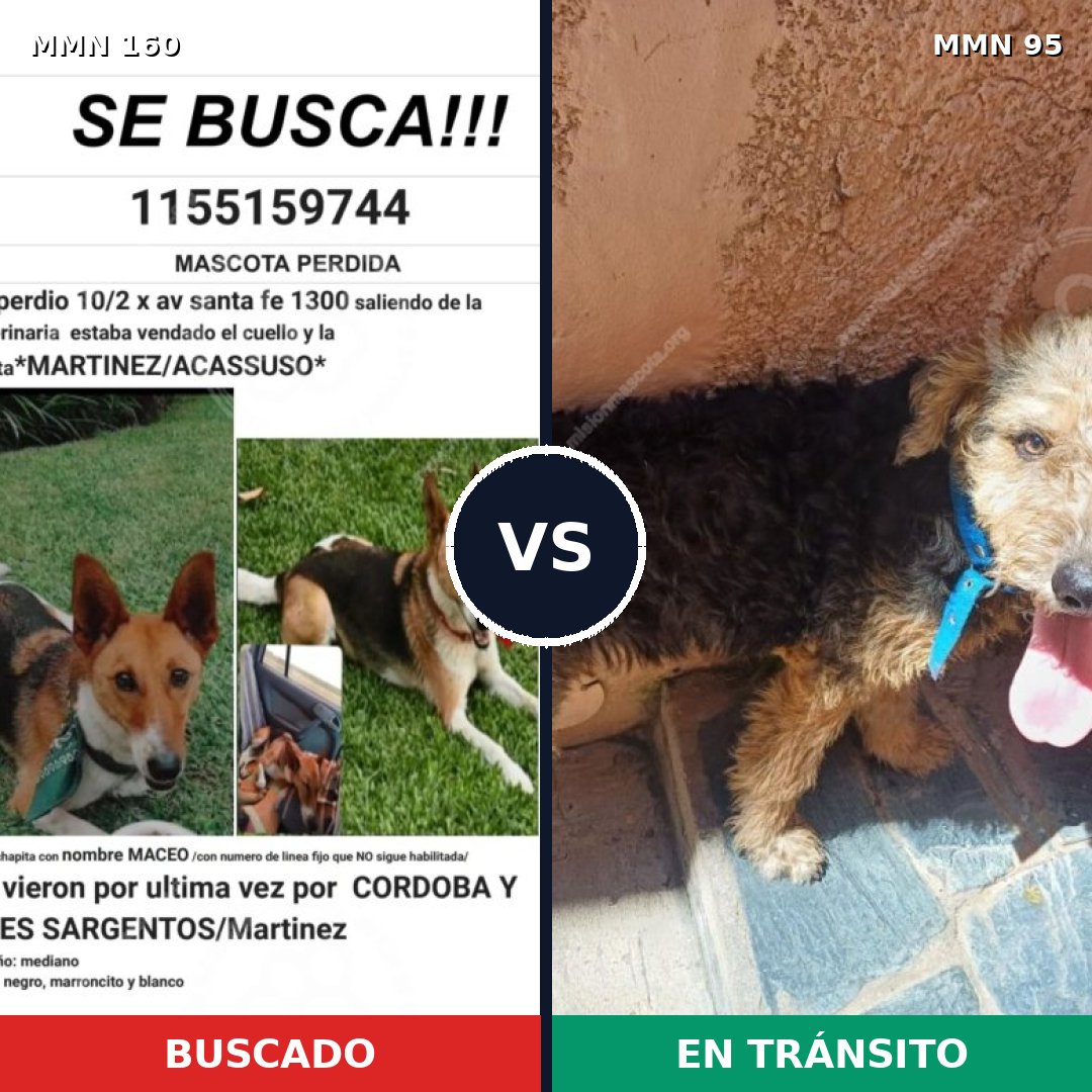 Comparativa MMS 3806: mascota perdida y mascota encontrada, 61% de similitud