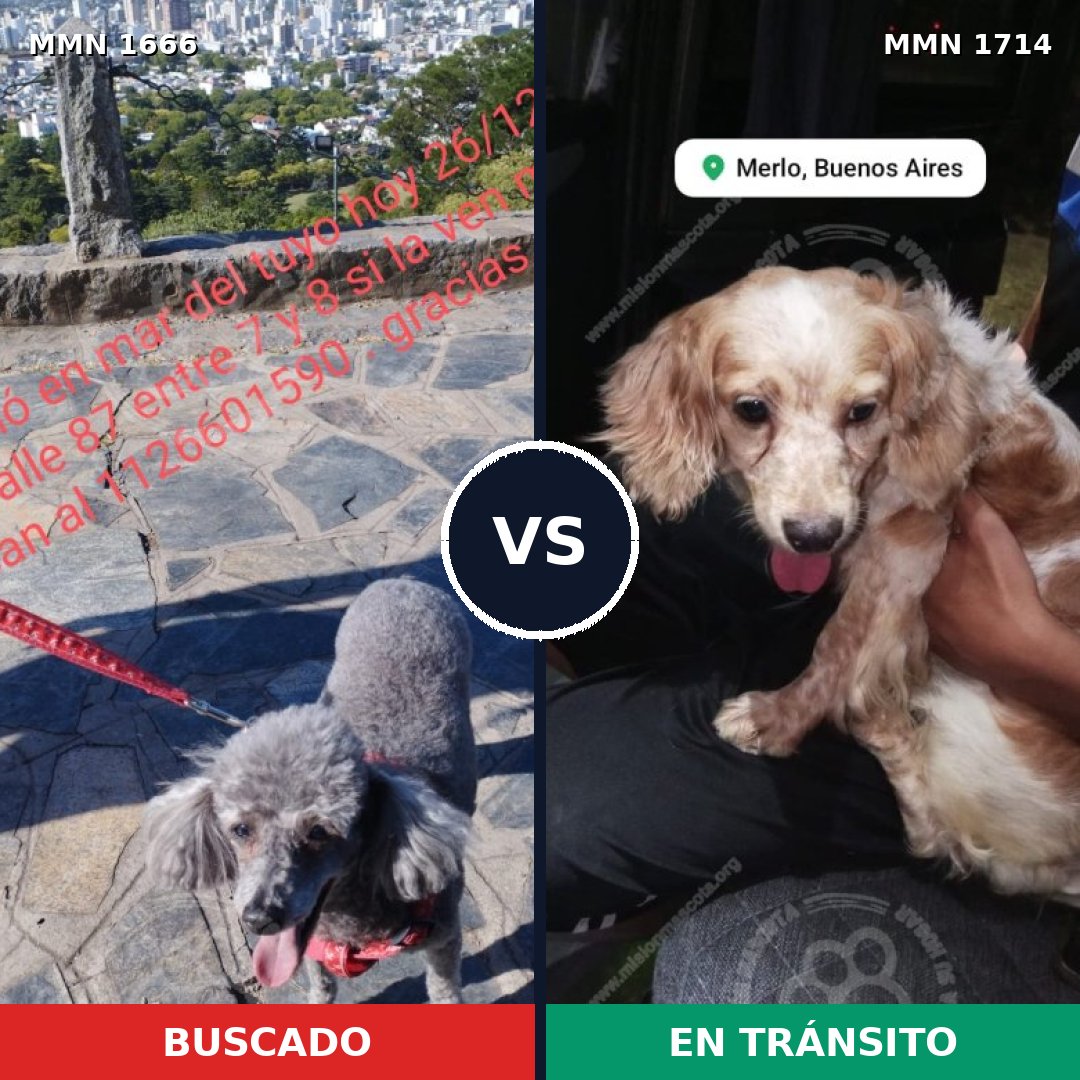 Comparativa MMS 38061: mascota perdida y mascota encontrada, 45% de similitud