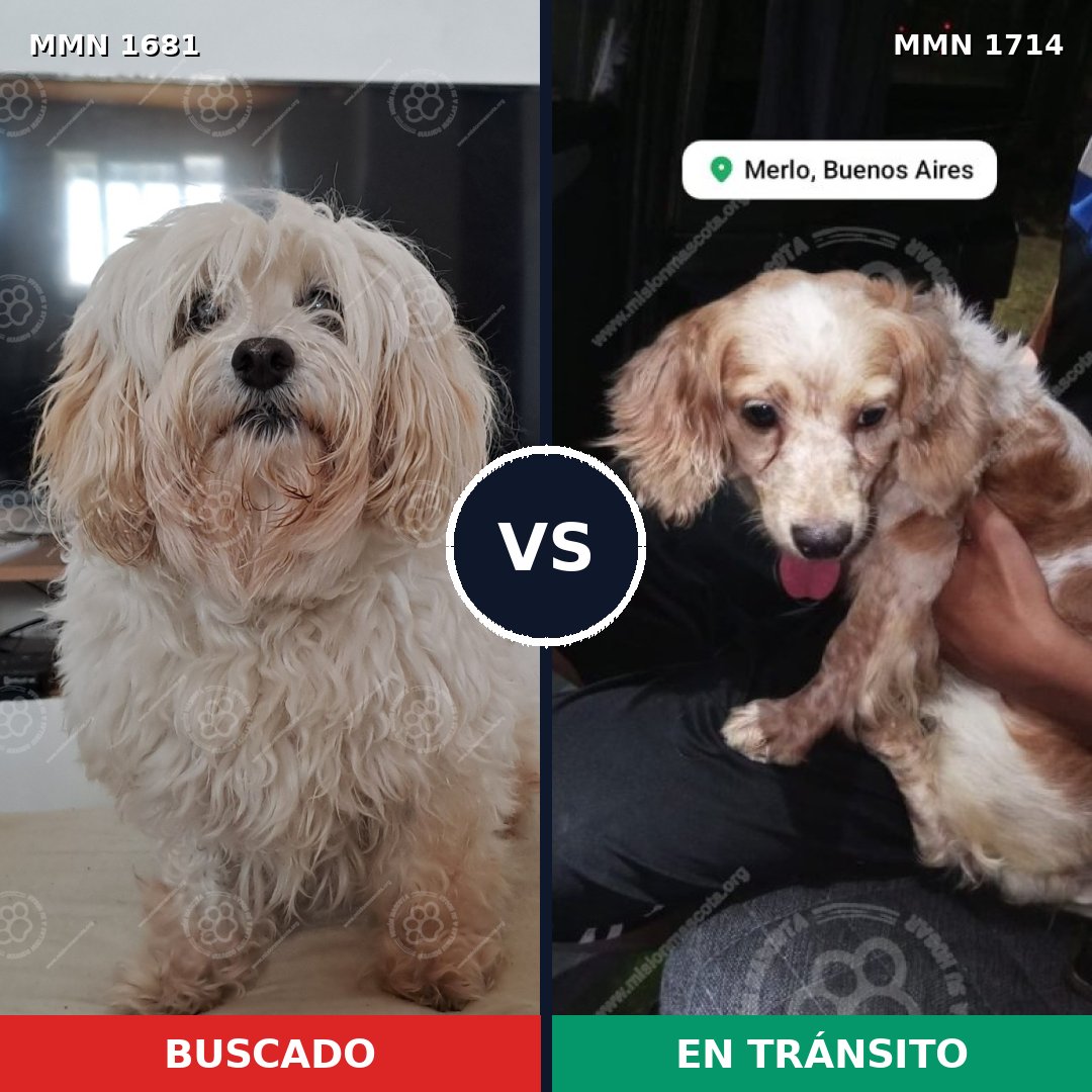 Comparativa MMS 38063: mascota perdida y mascota encontrada, 56% de similitud