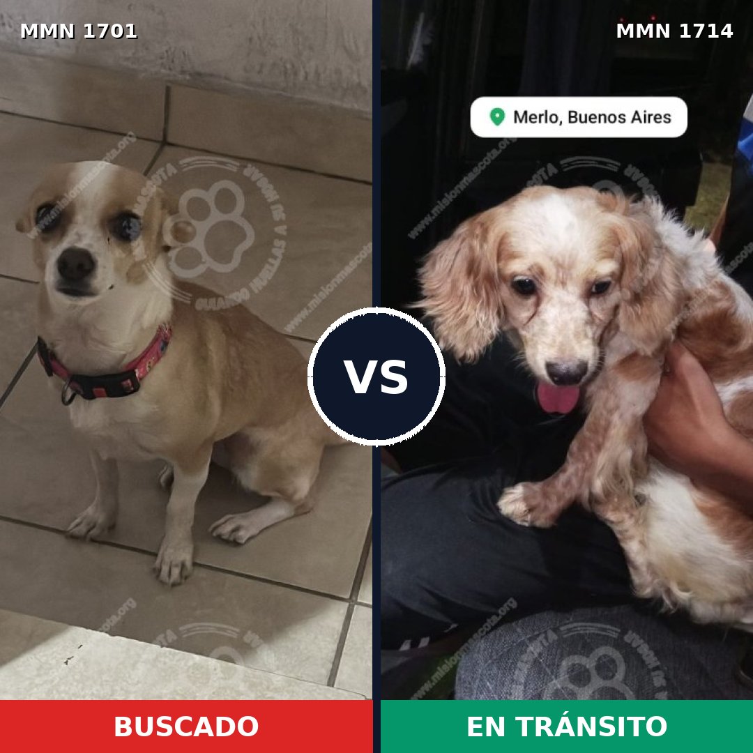 Comparativa MMS 38065: mascota perdida y mascota encontrada, 49% de similitud