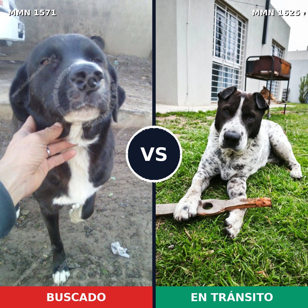 Comparativa MMS 38069: mascota perdida y mascota encontrada, 63% de similitud