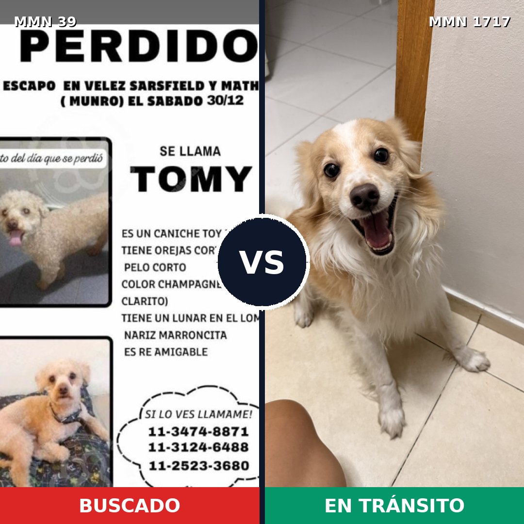 Comparativa MMS 38070: mascota perdida y mascota encontrada, 41% de similitud