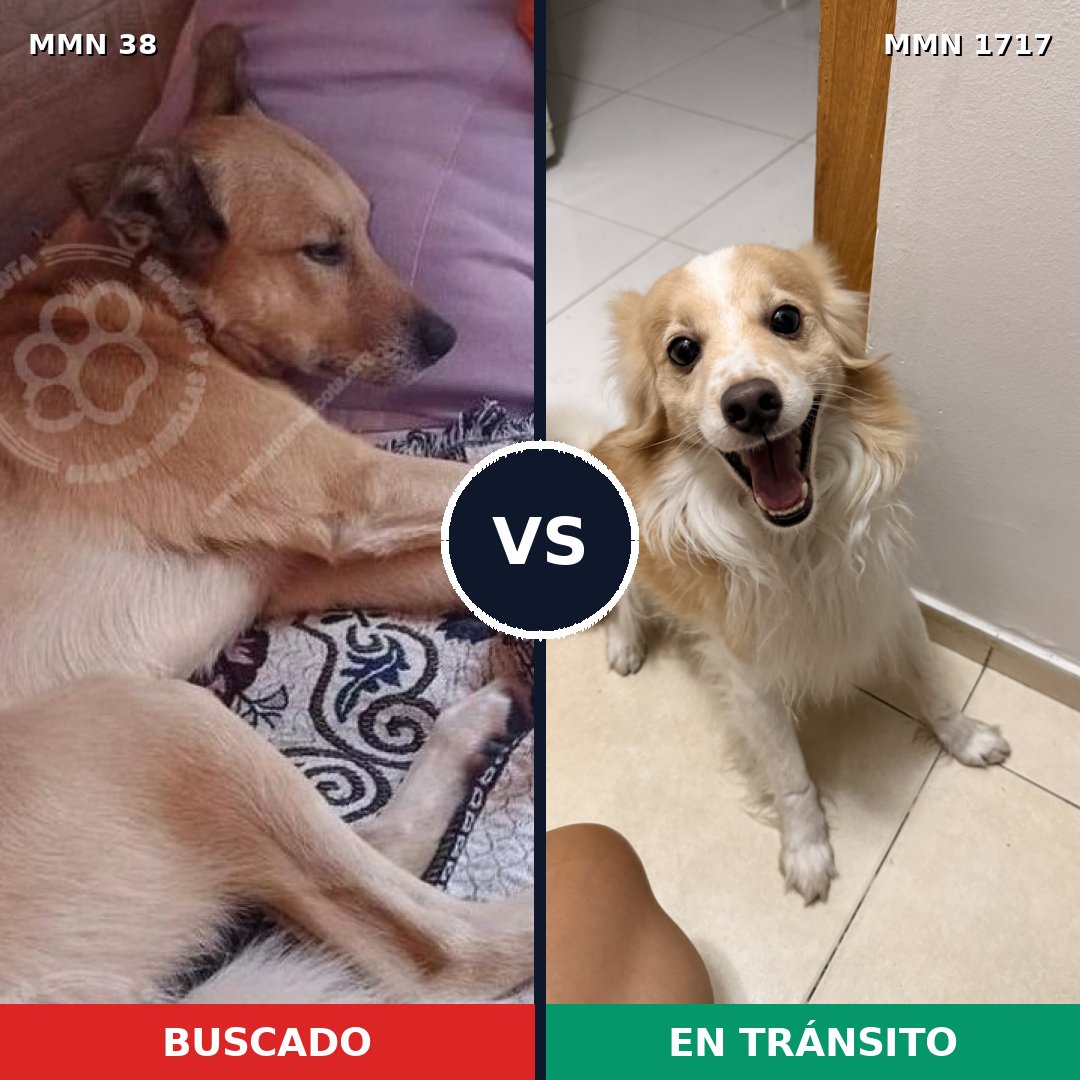 Comparativa MMS 38071: mascota perdida y mascota encontrada, 53% de similitud