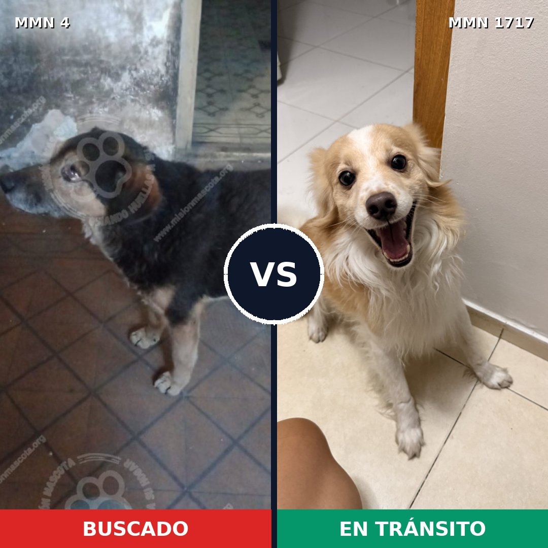 Comparativa MMS 38072: mascota perdida y mascota encontrada, 52% de similitud