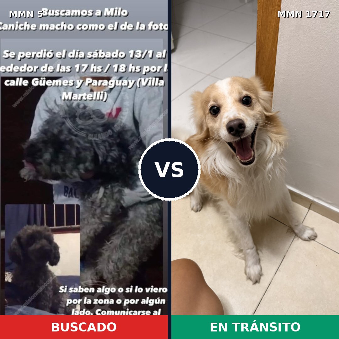 Comparativa MMS 38073: mascota perdida y mascota encontrada, 40% de similitud