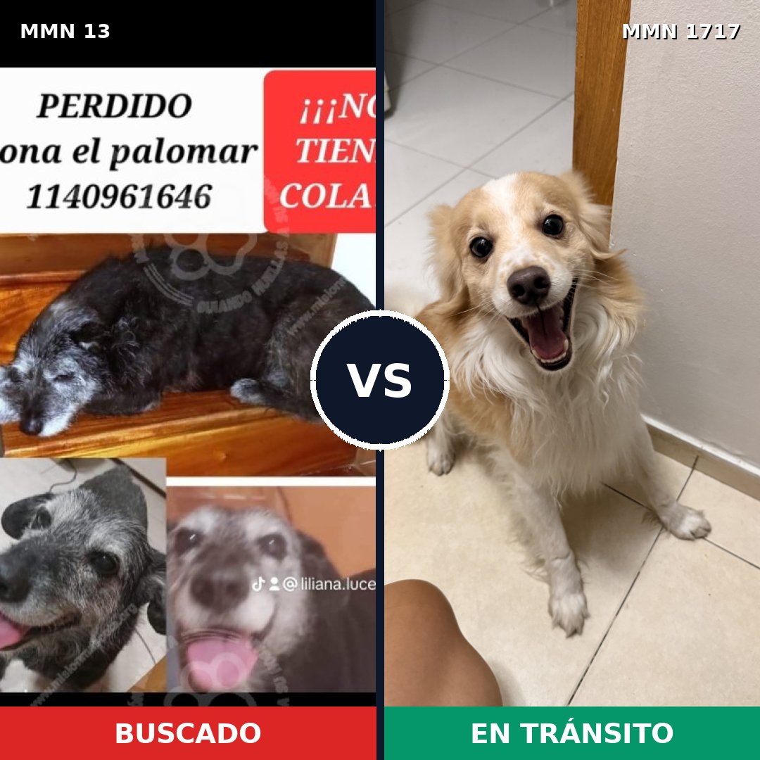 Comparativa MMS 38076: mascota perdida y mascota encontrada, 53% de similitud