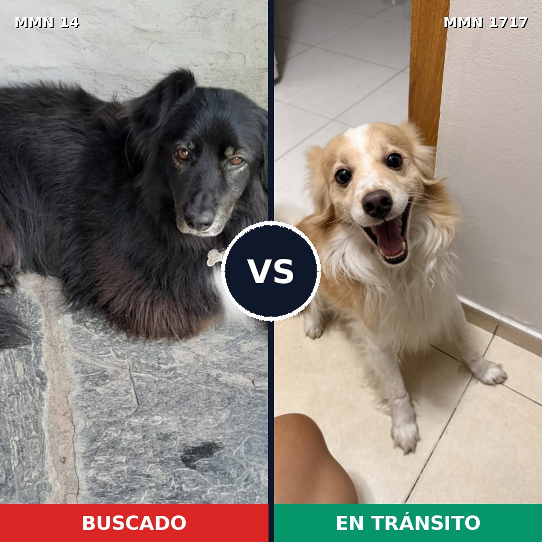 Comparativa MMS 38077: mascota perdida y mascota encontrada, 51% de similitud