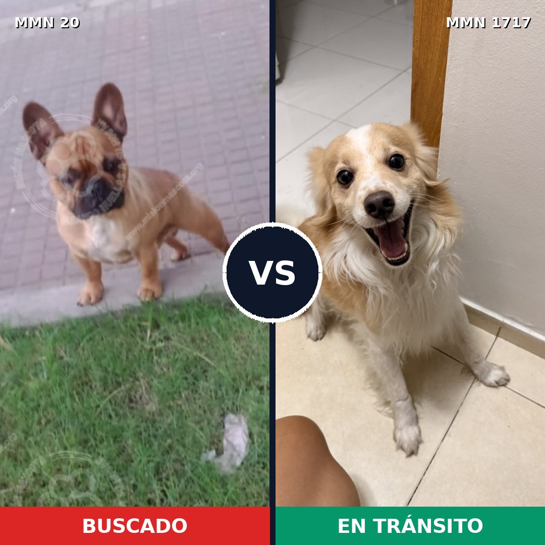 Comparativa MMS 38078: mascota perdida y mascota encontrada, 42% de similitud
