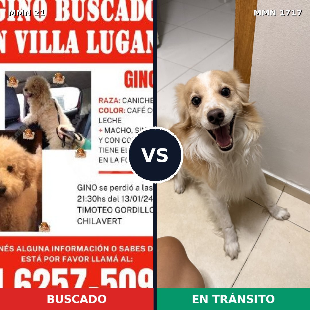 Comparativa MMS 38079: mascota perdida y mascota encontrada, 43% de similitud