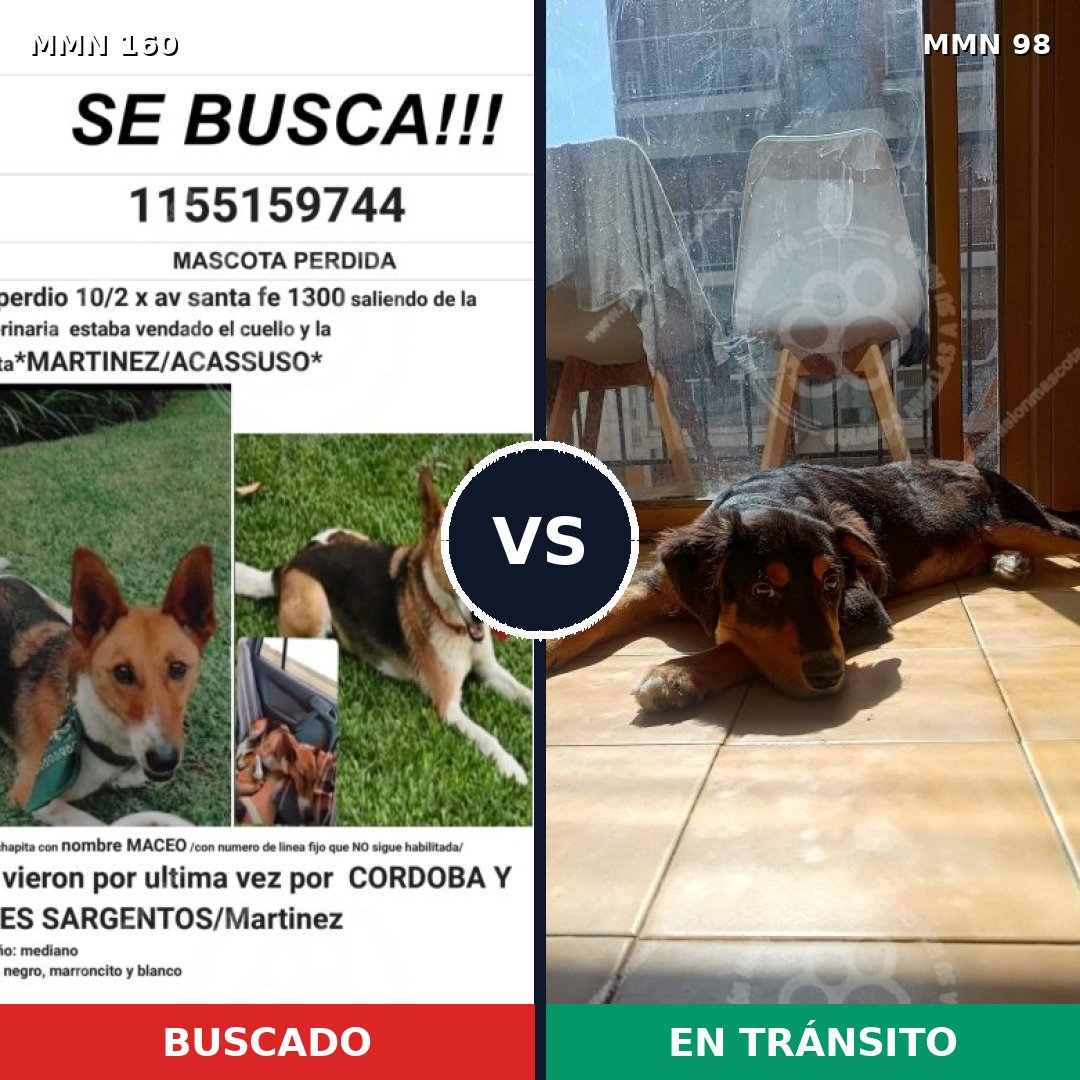 Comparativa MMS 3808: mascota perdida y mascota encontrada, 73% de similitud
