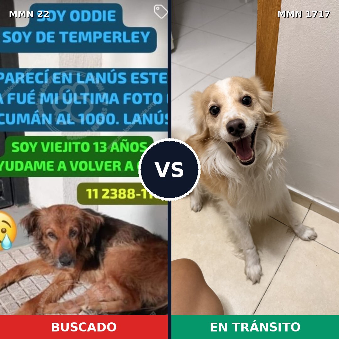 Comparativa MMS 38080: mascota perdida y mascota encontrada, 50% de similitud
