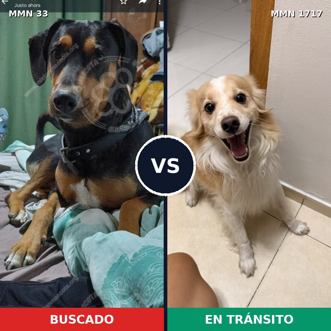 Comparativa MMS 38082: mascota perdida y mascota encontrada, 42% de similitud
