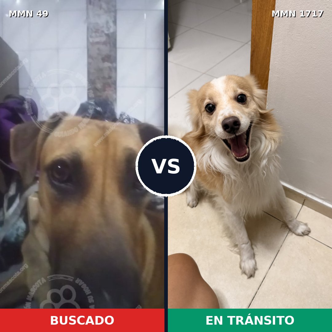 Comparativa MMS 38084: mascota perdida y mascota encontrada, 39% de similitud