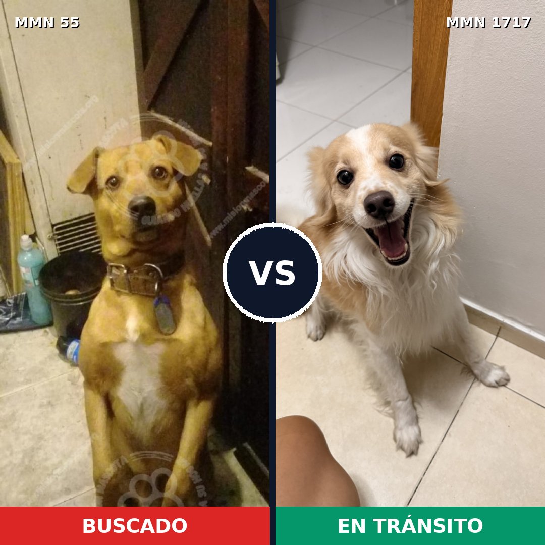 Comparativa MMS 38085: mascota perdida y mascota encontrada, 58% de similitud