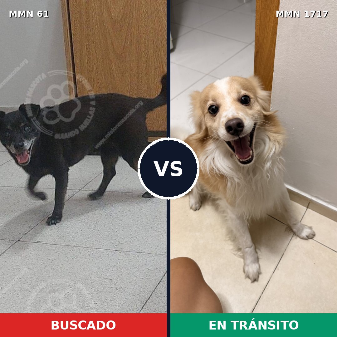 Comparativa MMS 38086: mascota perdida y mascota encontrada, 50% de similitud