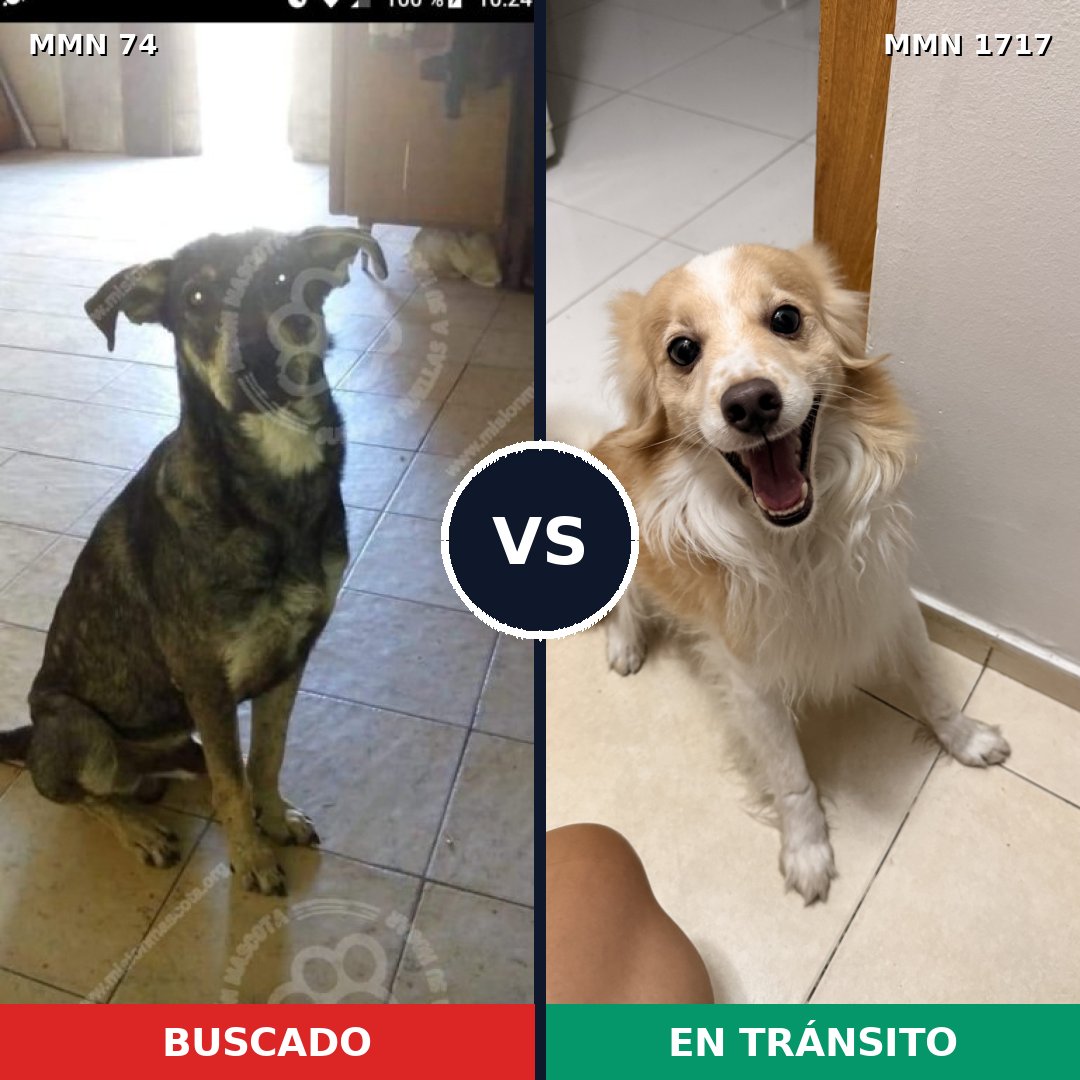 Comparativa MMS 38087: mascota perdida y mascota encontrada, 41% de similitud