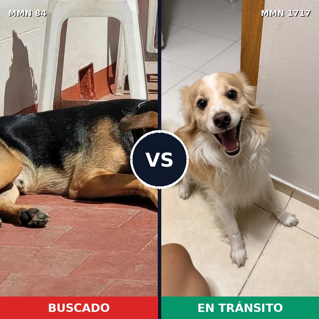Comparativa MMS 38088: mascota perdida y mascota encontrada, 43% de similitud