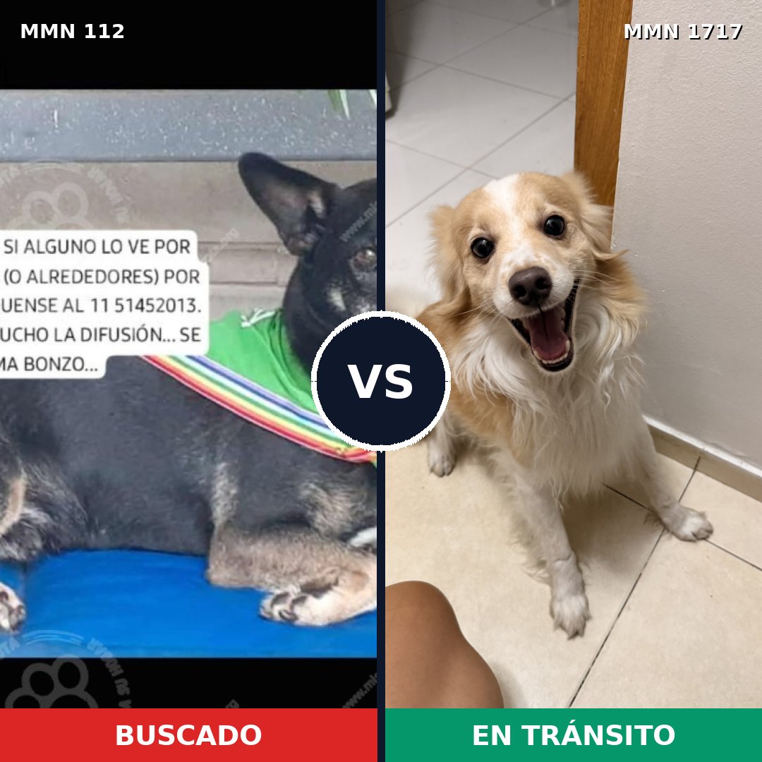 Comparativa MMS 38089: mascota perdida y mascota encontrada, 54% de similitud