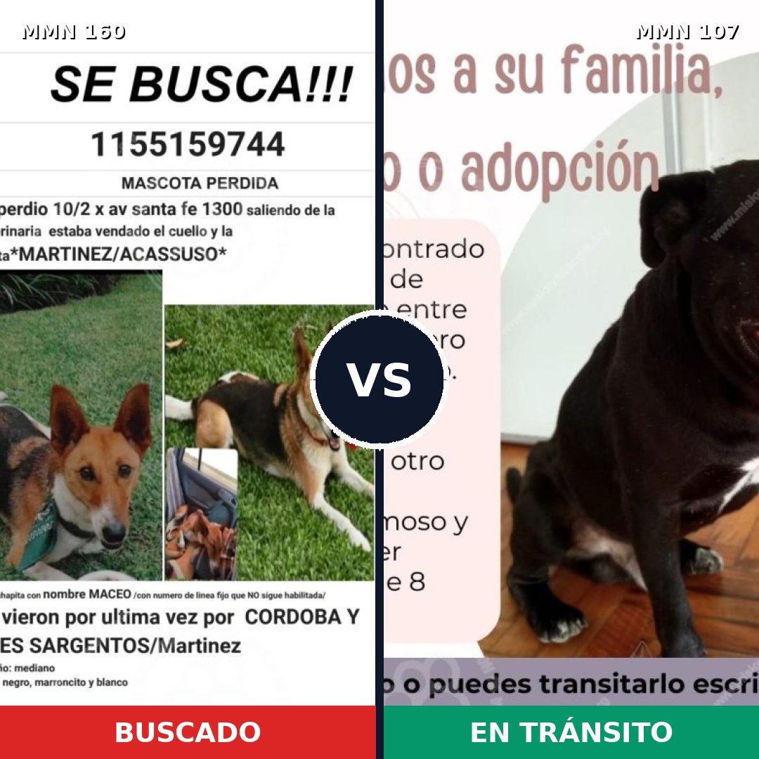 Comparativa MMS 3809: mascota perdida y mascota encontrada, 60% de similitud