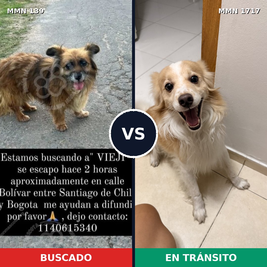 Comparativa MMS 38090: mascota perdida y mascota encontrada, 49% de similitud