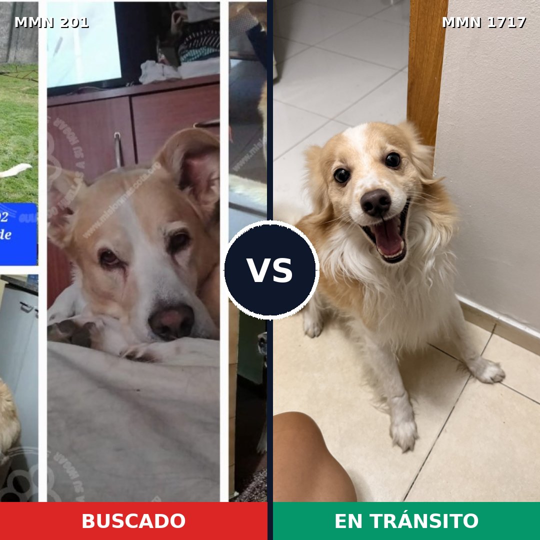 Comparativa MMS 38091: mascota perdida y mascota encontrada, 57% de similitud