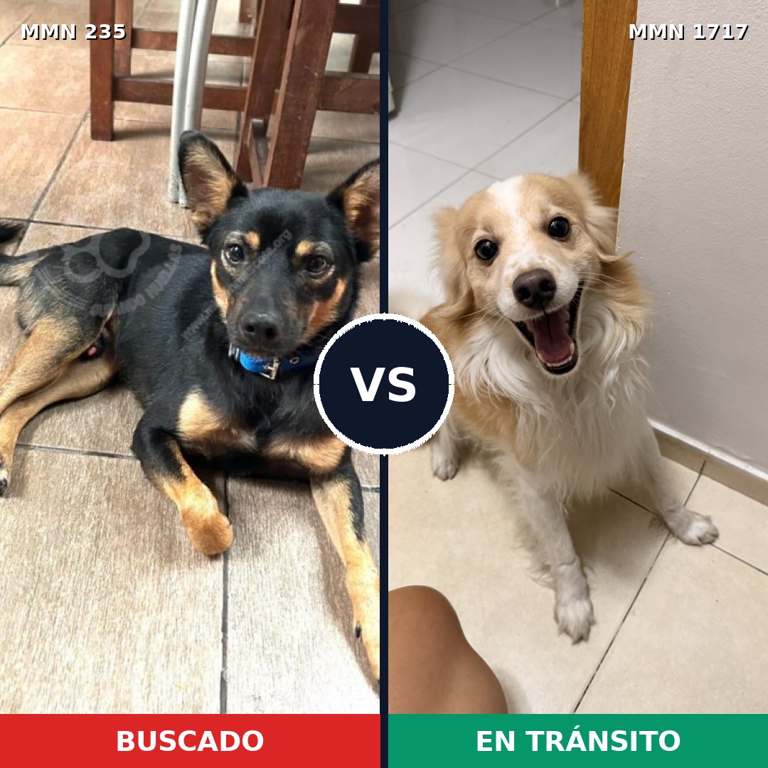 Comparativa MMS 38092: mascota perdida y mascota encontrada, 60% de similitud