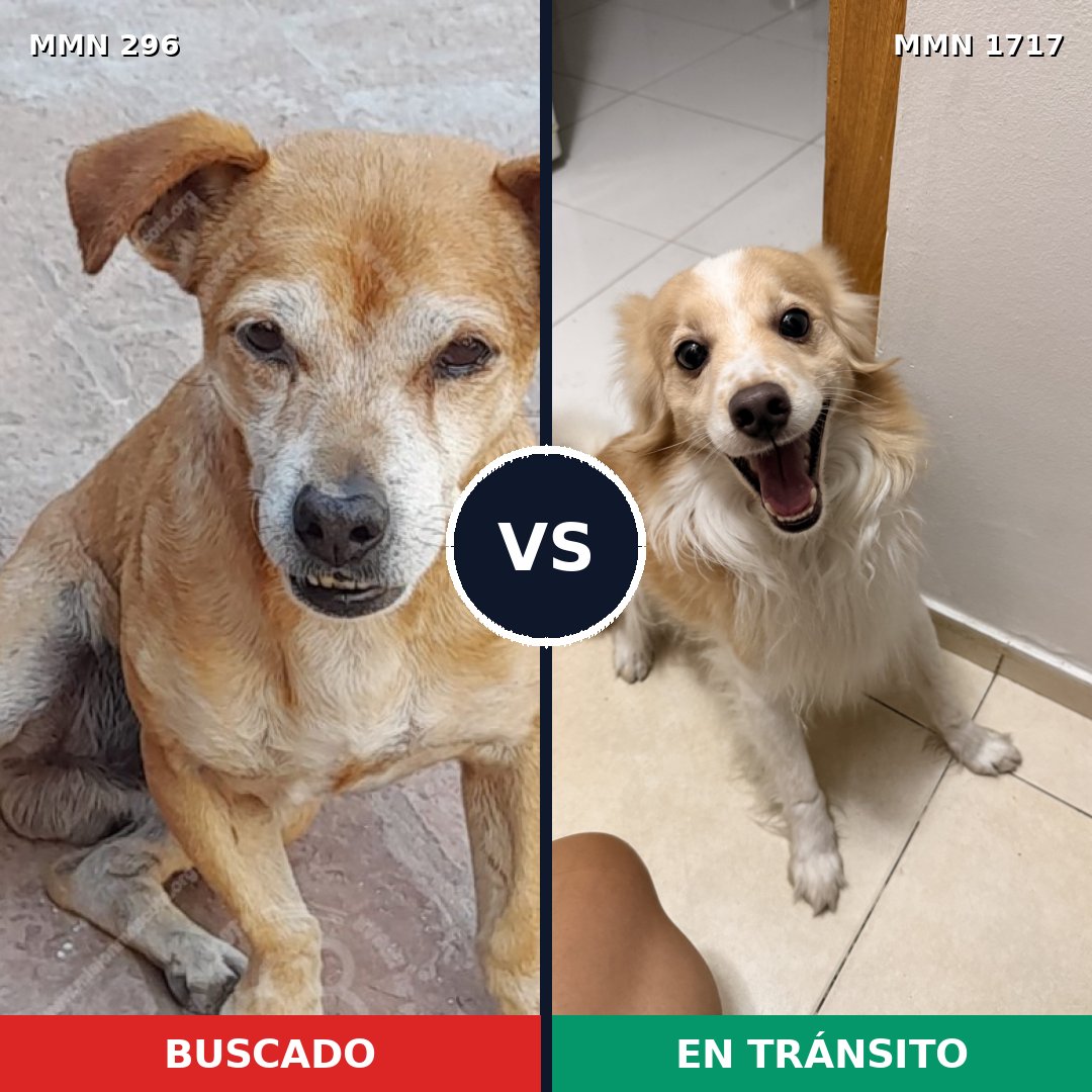 Comparativa MMS 38094: mascota perdida y mascota encontrada, 60% de similitud