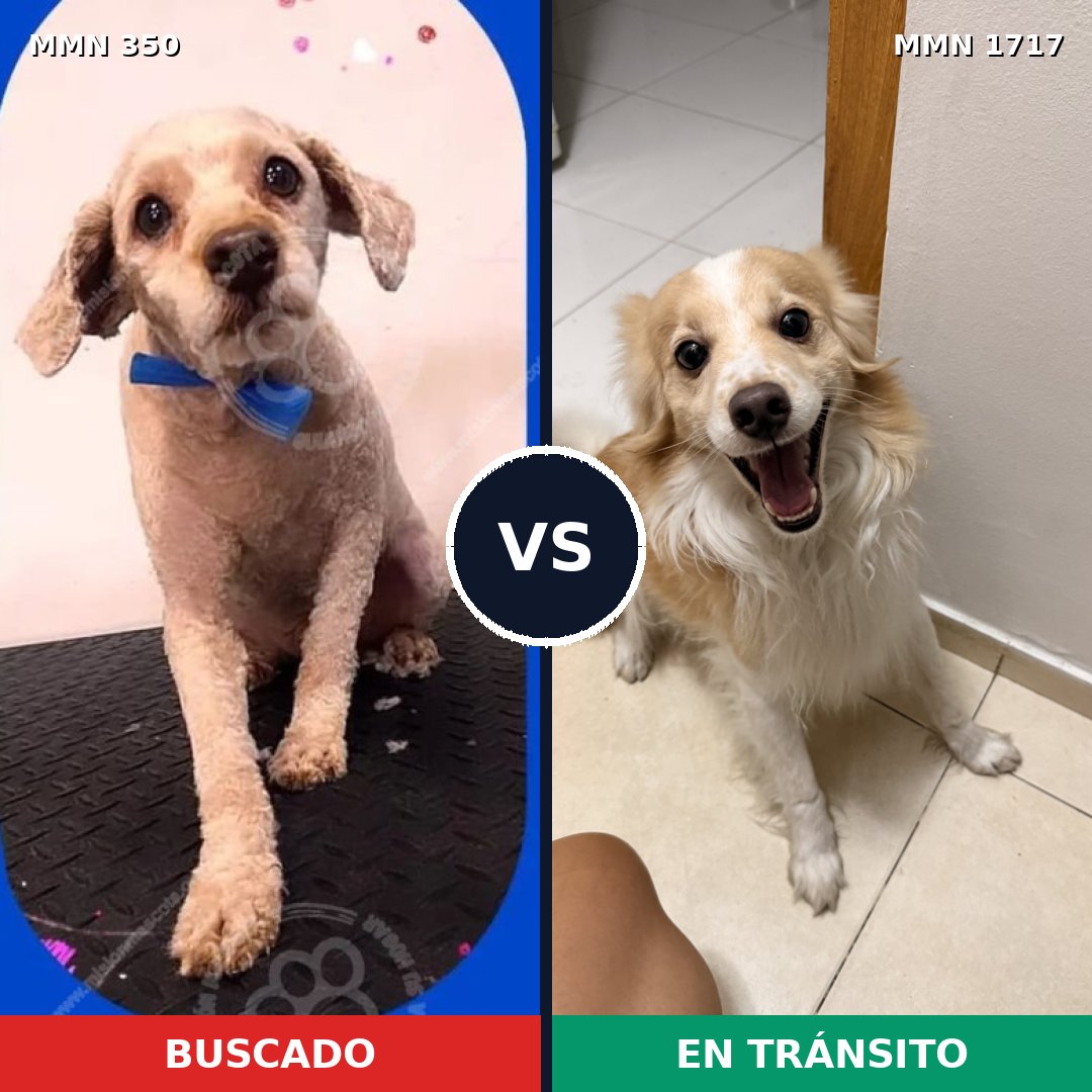 Comparativa MMS 38095: mascota perdida y mascota encontrada, 27% de similitud