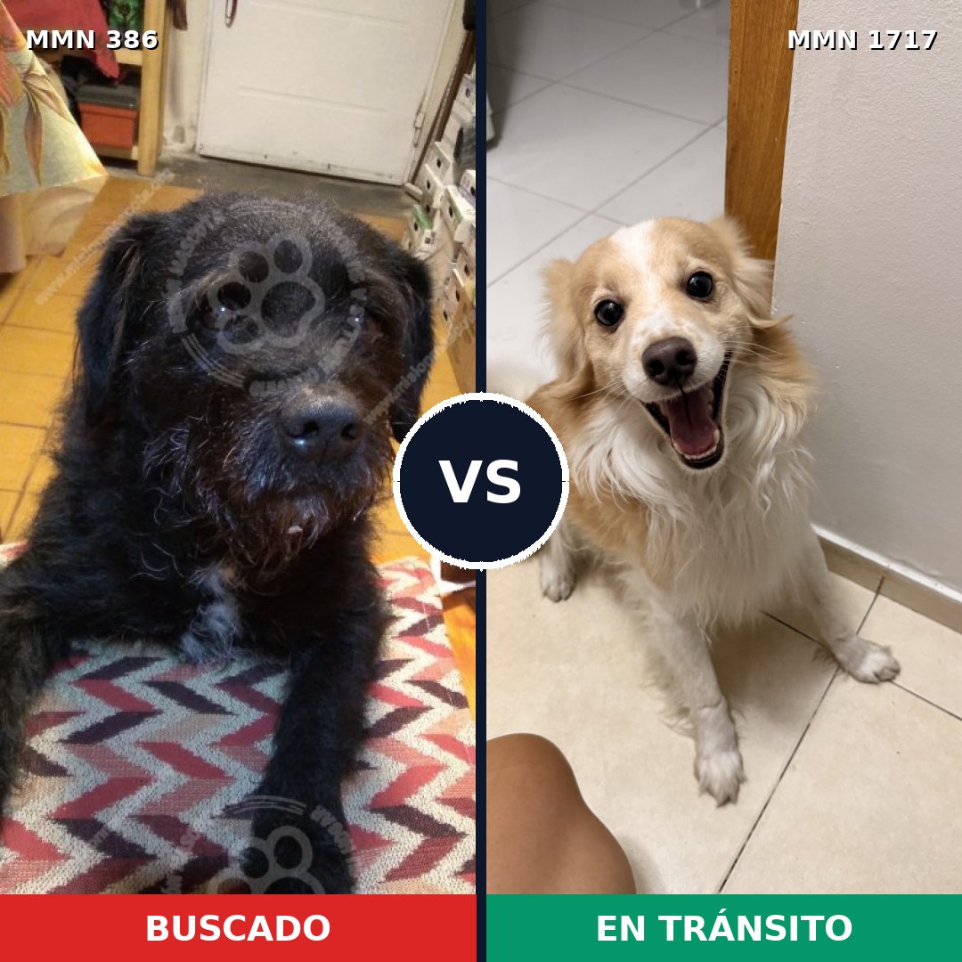 Comparativa MMS 38096: mascota perdida y mascota encontrada, 57% de similitud