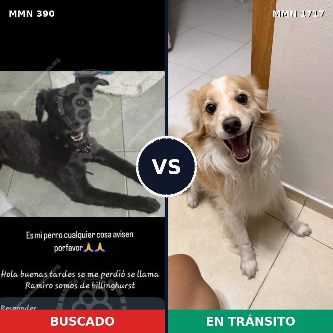 Comparativa MMS 38097: mascota perdida y mascota encontrada, 33% de similitud