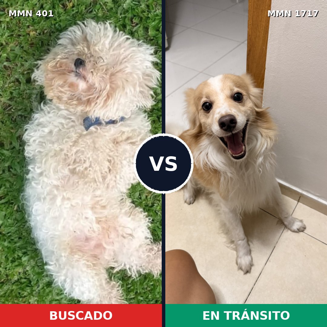 Comparativa MMS 38098: mascota perdida y mascota encontrada, 44% de similitud